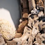 Zilt 15 By Bloss *